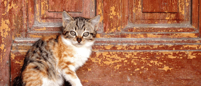 Nettoyer sa maison quand il y a des animaux